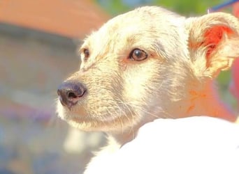 BEA ist ein niedliches Hundekind
