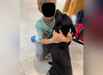 NERO ist eine Seele von Hund