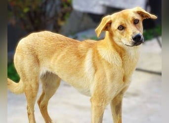 LIA ist dem Tod knapp entkommen