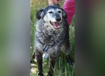 LOLA  ist ein liebe, ruhige Hundedame
