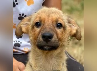 KYRA -das Hundebaby wurde "weggeworfen "