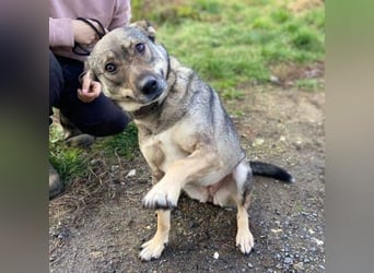 BRENDA ist eine zarte, liebevolle Hündin