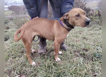 MAYA 2 musste an der Kette hängen