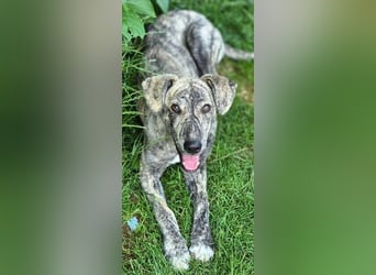 TIGRA sucht ein liebevolles Zuhause