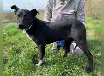 LUCKY 2 sucht sein Glück