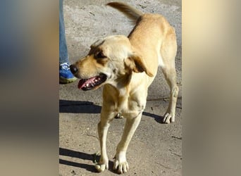 BAK schwebt in großer Gefahr