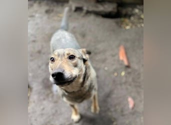 BRENDA ist eine zarte, liebevolle Hündin