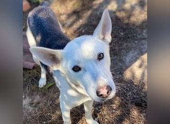 SVEN ist ein fröhlicher Jungspund