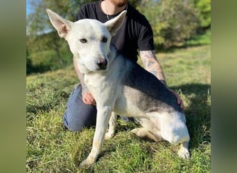 SVEN ist ein fröhlicher Jungspund