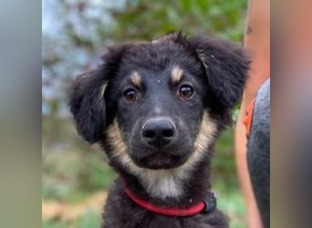 LORI das arme Hundekind wurde im Stich gelassen