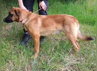 ARTHUR 2 sucht sein Zuhause