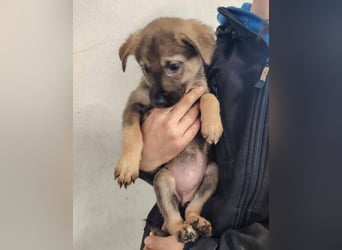 WICKET ist ein putziges Welpenmädchen