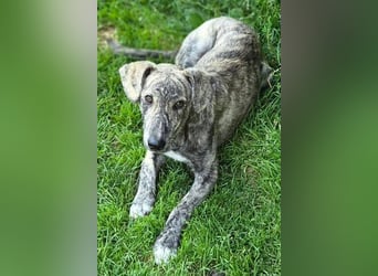 TIGRA sucht ein liebevolles Zuhause