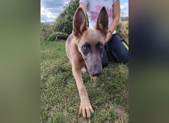 SADIE  ist superfreundlich