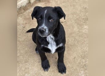 ATOS ist ein bezaubernder Hundebub