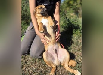 ARAMIS der Hundejunge irrte verloren umher