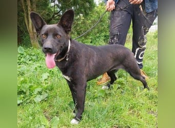 SYRIA wäre eine tolle Begleiterin