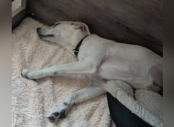 CLEO ist ein süßes Hundekind