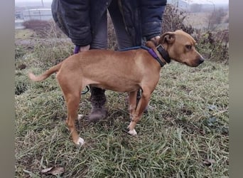 MAYA 2 musste an der Kette hängen