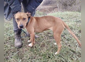 MAYA 2 musste an der Kette hängen