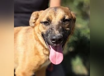 ARAMIS der Hundejunge irrte verloren umher
