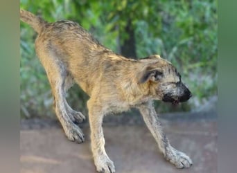 BETTY ist eine tolle Junghündin