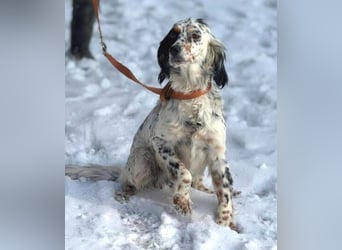 ZEYNA bildschön und sehr lieb