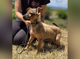 GIMLI ist ein zuckersüßes Hundebaby