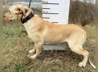 MONTY süßer Hundejunge