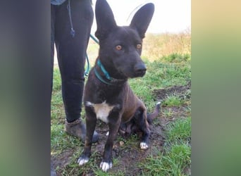 SYRIA wäre eine tolle Begleiterin