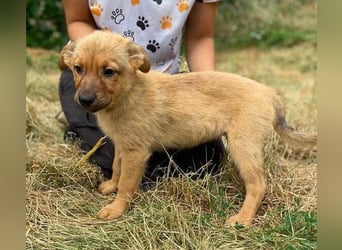 KYRA -das Hundebaby wurde "weggeworfen "
