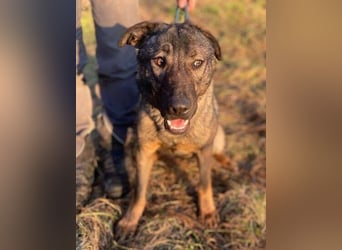 SOFIA irrte verzweifelt umher