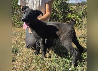 FRANZ das Hundekind wurde im Stich gelassen