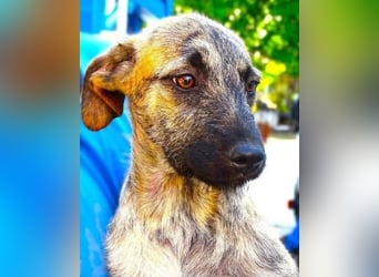 BETTY ist eine tolle Junghündin