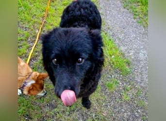 GABBY ist eine Traumhündin