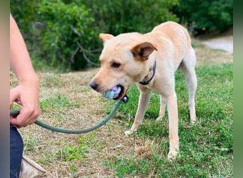 SHELDON ,verspielter , freundlicher Hundejunge