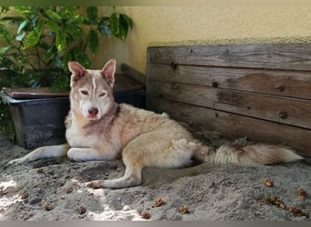 BEN wäre gern dein treuer Begleiter