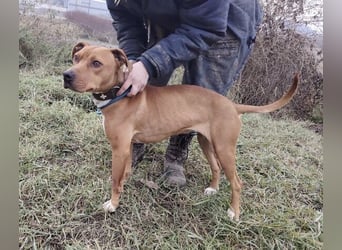 MAYA 2 musste an der Kette hängen