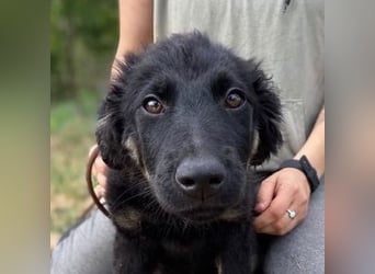 NIKKI das Hundkind wurde ausgesetzt