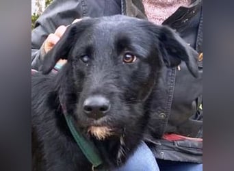 ANA 2 ist ein zauberhaftes Hundemädchen