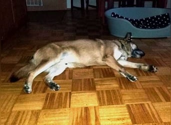 ASTON ist ein Traumhund