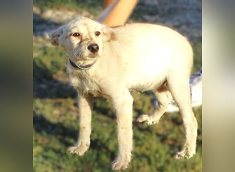 BEA ist ein niedliches Hundekind