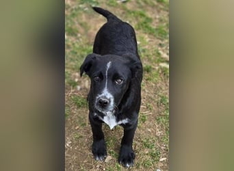 ATOS ist ein bezaubernder Hundebub