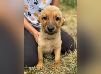 KYRA -das Hundebaby wurde "weggeworfen "