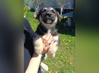 LUCAS kleiner Hundejunge auf der Suche nach dem großen Glück