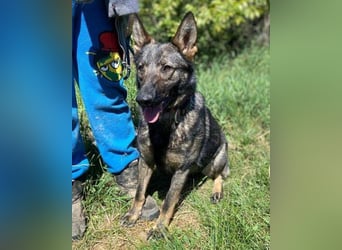 ZOYA wartet sehnsüchtig auf ein liebevolles Zuhause