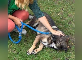 CHRISS ist ein bildhübsche Hundejunge