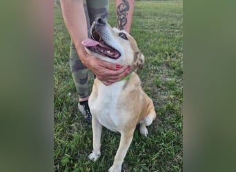 JACK ist eine Seele von Hund