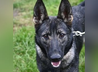 ZOYA sucht ein liebevolles Zuhause