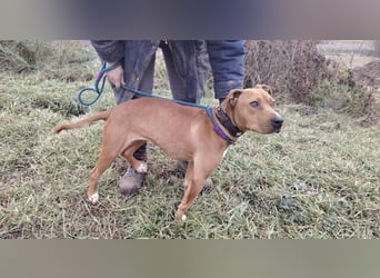 MAYA 2 musste an der Kette hängen